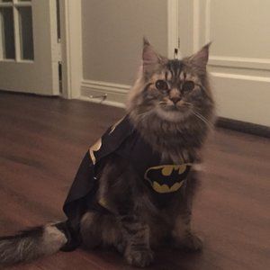 Meet your Posher, Ollie